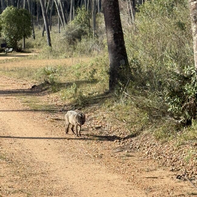 Zorro en el Parque Nacional El Palmar - Entre Ríos