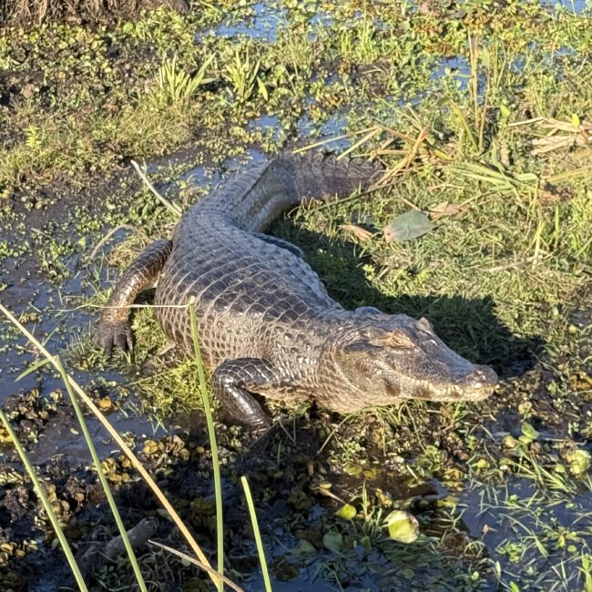 Yacaré en el Iberá